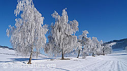 F064733: Baumreihe mit Birken