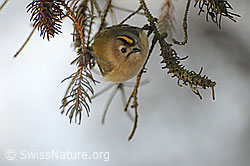 Wintergoldhähnchen (F064786)