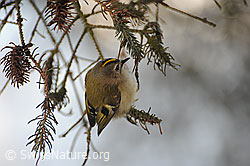 Wintergoldhähnchen (F064789)