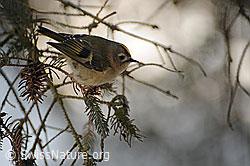 Wintergoldhähnchen (F064791)