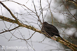 Amsel (F064797)