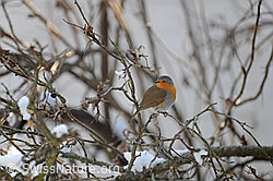 Rotkehlchen (F064809)
