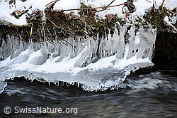 F064916: Eisgebilde am Bachufer (Eisbirnen)