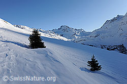 F065152: Schneefläche mit jungen Tannen