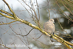 Türkentaube (Streptopelia decaocto) (F065296)