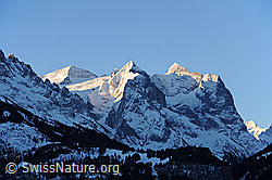 F065325: Wetterhornmassiv