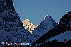 F065330: Morgenstimmung mit Mönch und Eiger