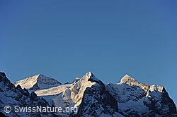 F065337: Morgenstimmung am Wetterhornmassiv