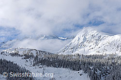 F065819: Nebelschwaden und Neuschnee