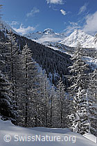 F065839: Schnee im Wald