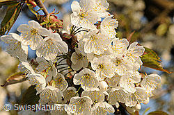 Foto: Blüte des Kirschbaums