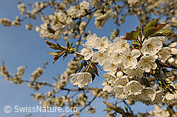F066640: Kirschbaumblüten
