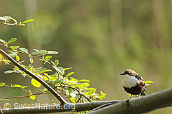 Photo: Wasseramsel (Cinclus cinclus) auf Zweig sitzend