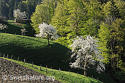 F066785: Blühende Bäume in Frühlingslandschaft