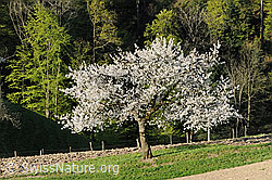 F066798: Frühling: Blühender Baum