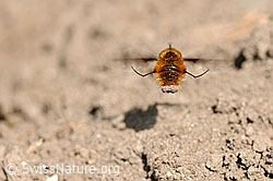 Foto: Grosser Wollschweber im Flug