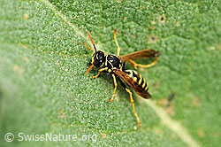 Polistes dominula (F066885)