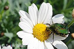 Gold-Rosenkäfer