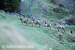 Photo: Vorbeiziehende Hirschherde