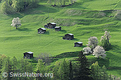 F067222: Frühlingslandschaft mit Ställen und blühenden Bäumen