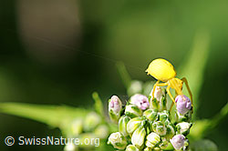 Spinne mit Faden (F067373)