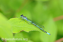 Hufeisen-Azurjungfer (Coenagrion puella) (17.05.2009, F067389)