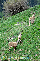 Photo: Steingeissen