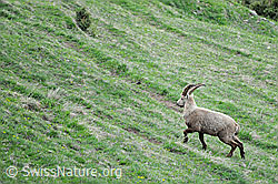 F067649: Junger Steinbock