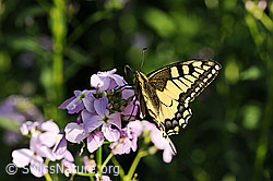 Schwalbenschwanz (Papilio machaon)