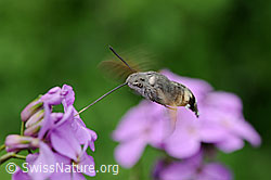 Schwebendes Taubenschwänzchen (Macroglossum stellatarum) (F068068) Schwebendes Taubenschwänzchen (Macroglossum stellatarum) (F068068)