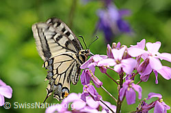 Flatternder Schwalbenschwanz (Papilio machaon) an Gemeiner Nachtviole (Hesperis matronalis) (F068076)