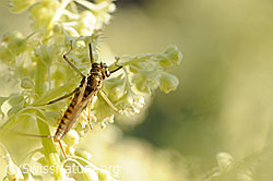 Eintagsfliege (F068099)