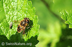 Eristalis tenax (F068130)