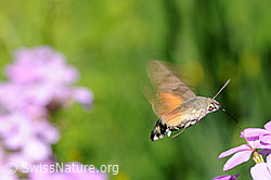 Macroglossum stellatarum in hovering flight (F068141) Macroglossum stellatarum in hovering flight (F068141)