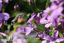 Macroglossum stellatarum sucking nectar (F068150) Macroglossum stellatarum sucking nectar (F068150)