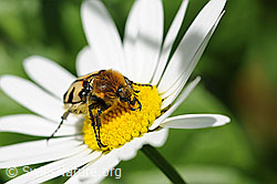 Gebänderter Pinselkäfer (Trichius fasciatus) (F068158) Gebänderter Pinselkäfer (Trichius fasciatus) (F068158)