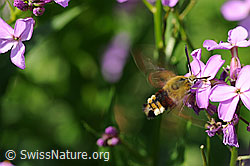 Hummelschwärmer (Hemaris fuciformis) bei der Nahrungsaufnahme