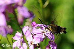 Hummelschwärmer (Hemaris fuciformis) auf Blüte (F068264) Hummelschwärmer (Hemaris fuciformis) auf Blüte (F068264)