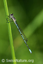 Foto: Hufeisen-Azurjungfer (Coenagrion puella)