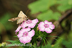 Hausmutter auf Blüte (F068597)