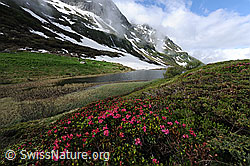 Foto: Alpenrosen und Bergsee