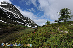F068815: Vegetation in Berglandschaft