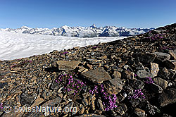 Photo: Steinbrech, Schneefeld und Alpenkette