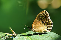 Brauner Waldvogel (Aphantopus hyperantus) (F069434)
