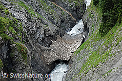 F069549: Schneebrücke über Bergbach in Schlucht