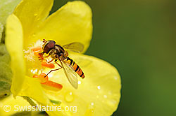 Schwebefliege auf gelber Blüte (F069722) Schwebefliege auf gelber Blüte (F069722)