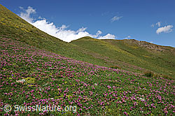 Foto: Blühende Bergwiesen mit Alpen-Klee