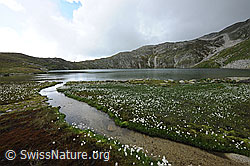 F070652: Rundsee und Moorlandschaft