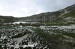 F070657: Rundsee mit Wollgras