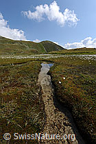 F070690: Wasserlauf in kleinem Hochmoor